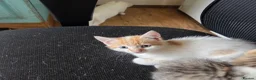 British Shorthair cats for sale: British Shorthair kittens  - Advert 7