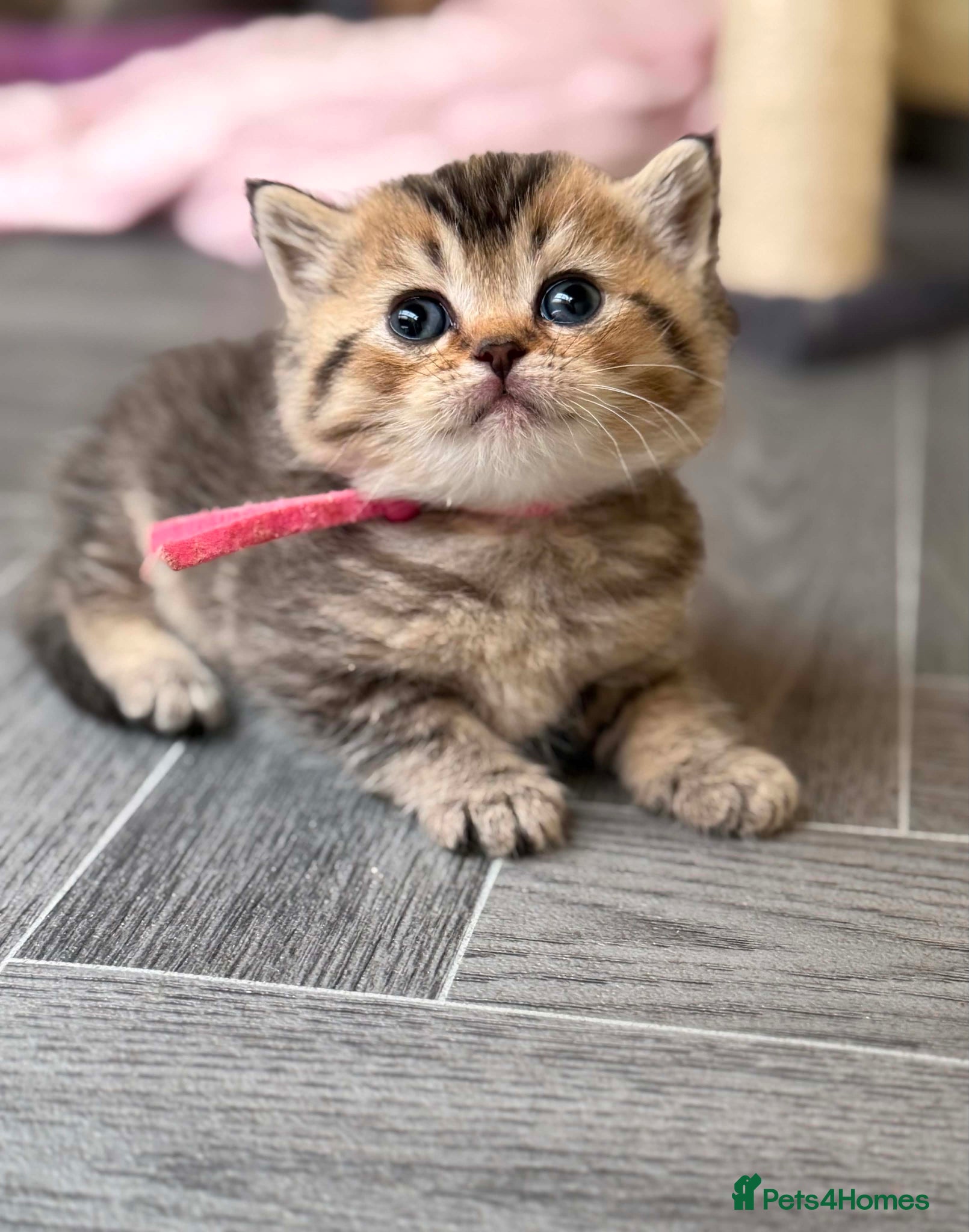British Shorthair cats ⭐️CHUNKY TICA BRITISH SHORTHAIR KITTENS⭐️ - Advert 4