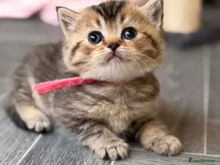 British Shorthair cats ⭐️CHUNKY TICA BRITISH SHORTHAIR KITTENS⭐️ - Advert 4