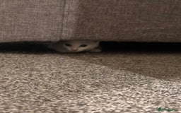 Mixed Breed cats for sale: White girls  - Image 8