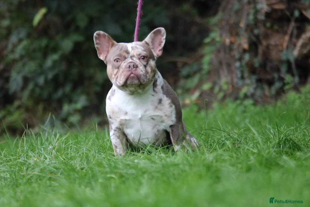 French Bulldog dogs for stud: VEGAS- new shade Isabella & tan Merle  in Southampton - Advert 12