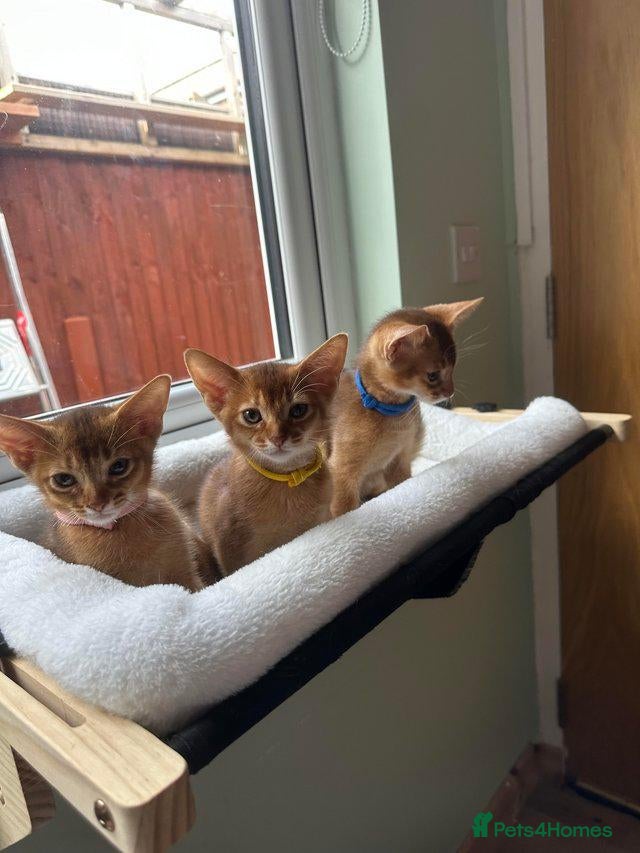 Abyssinian cats Beautiful Abyssinian Kittens  ready for sale  - Advert 3