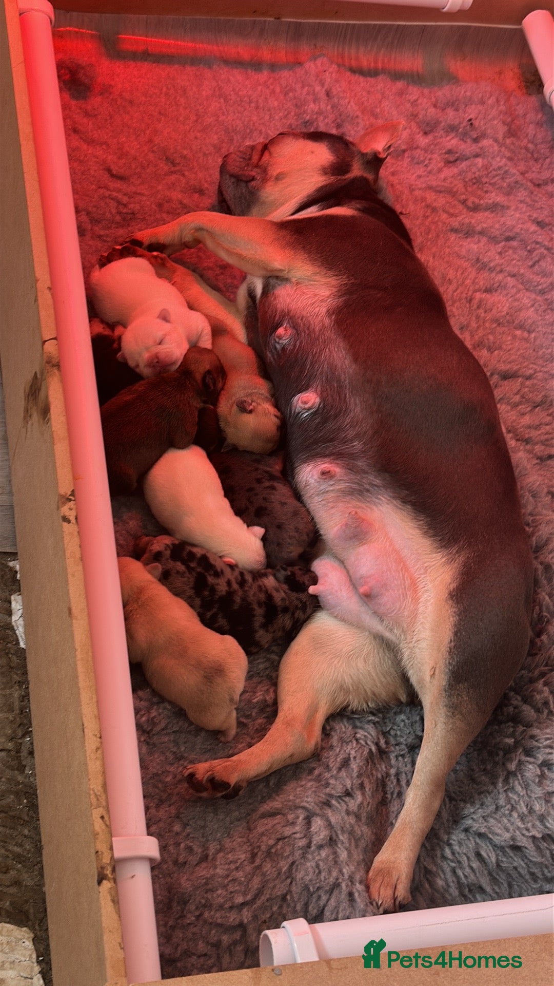French Bulldog dogs Beautiful litter of 8 - Advert 13