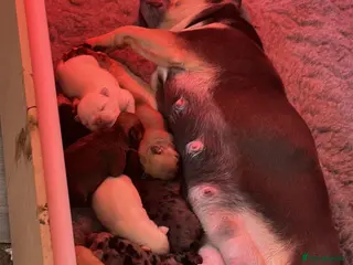 French Bulldog dogs Beautiful litter of 8 - Advert 7