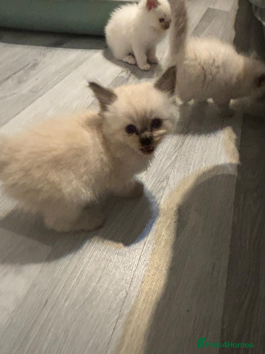 Ragdoll cats for sale: Ragdoll Kittens looking for loving new home - Image 16