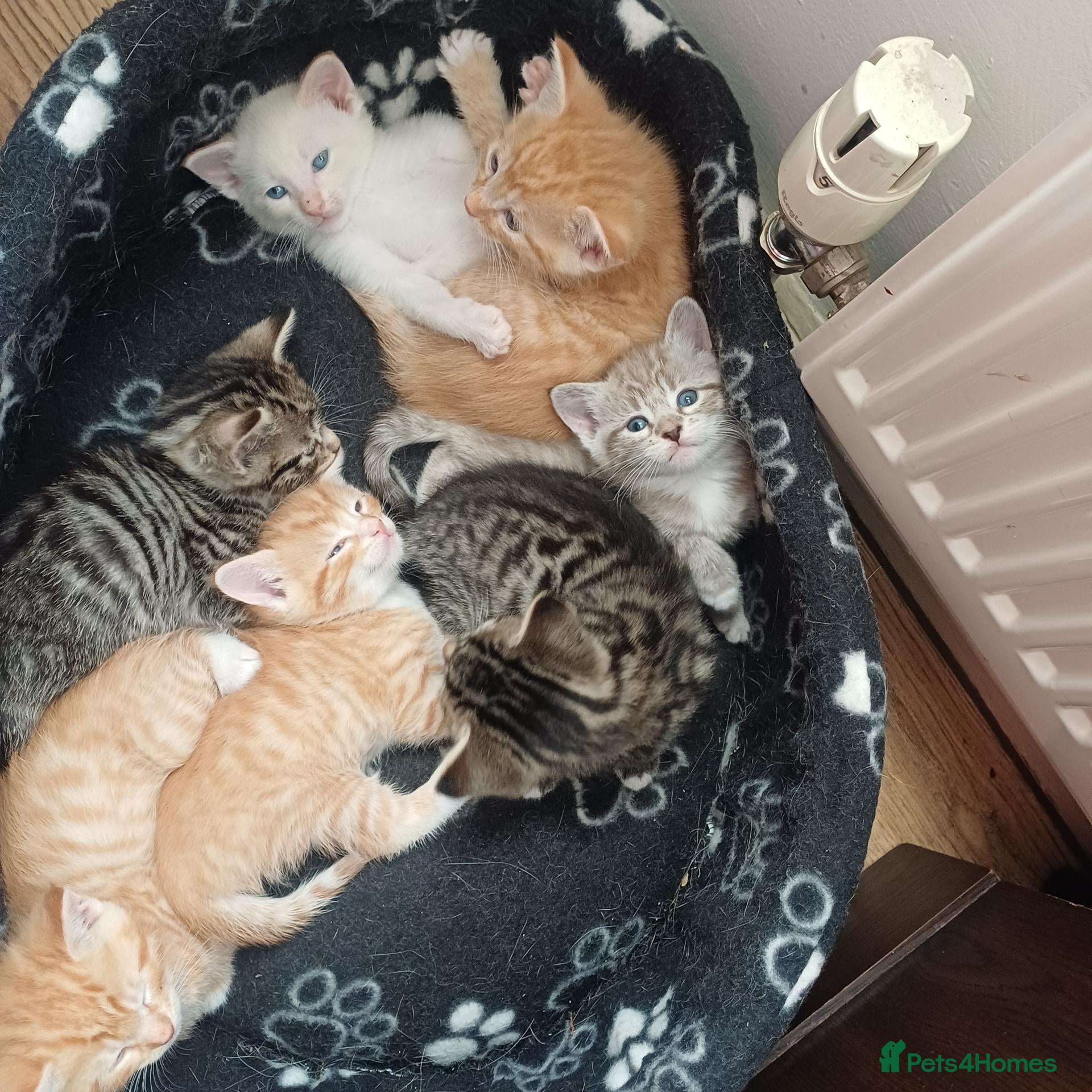 Mixed Breed cats Six boys and one girl😍😍😍 - Advert 17