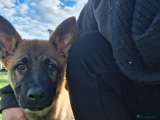 German Shepherd dogs - Advert 10