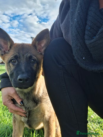 German Shepherd dogs - Advert 12