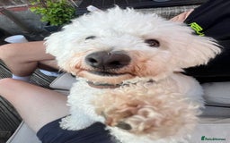 Poochon dogs for sale: Bichon frise x toy poodle (Male-Castrated) - Image 6
