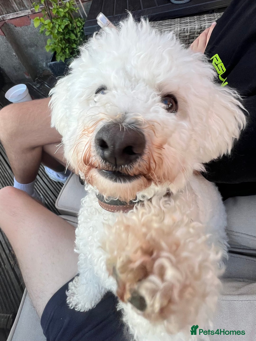 Poochon dogs for sale: Bichon frise x toy poodle (Male-Castrated) - Image 6