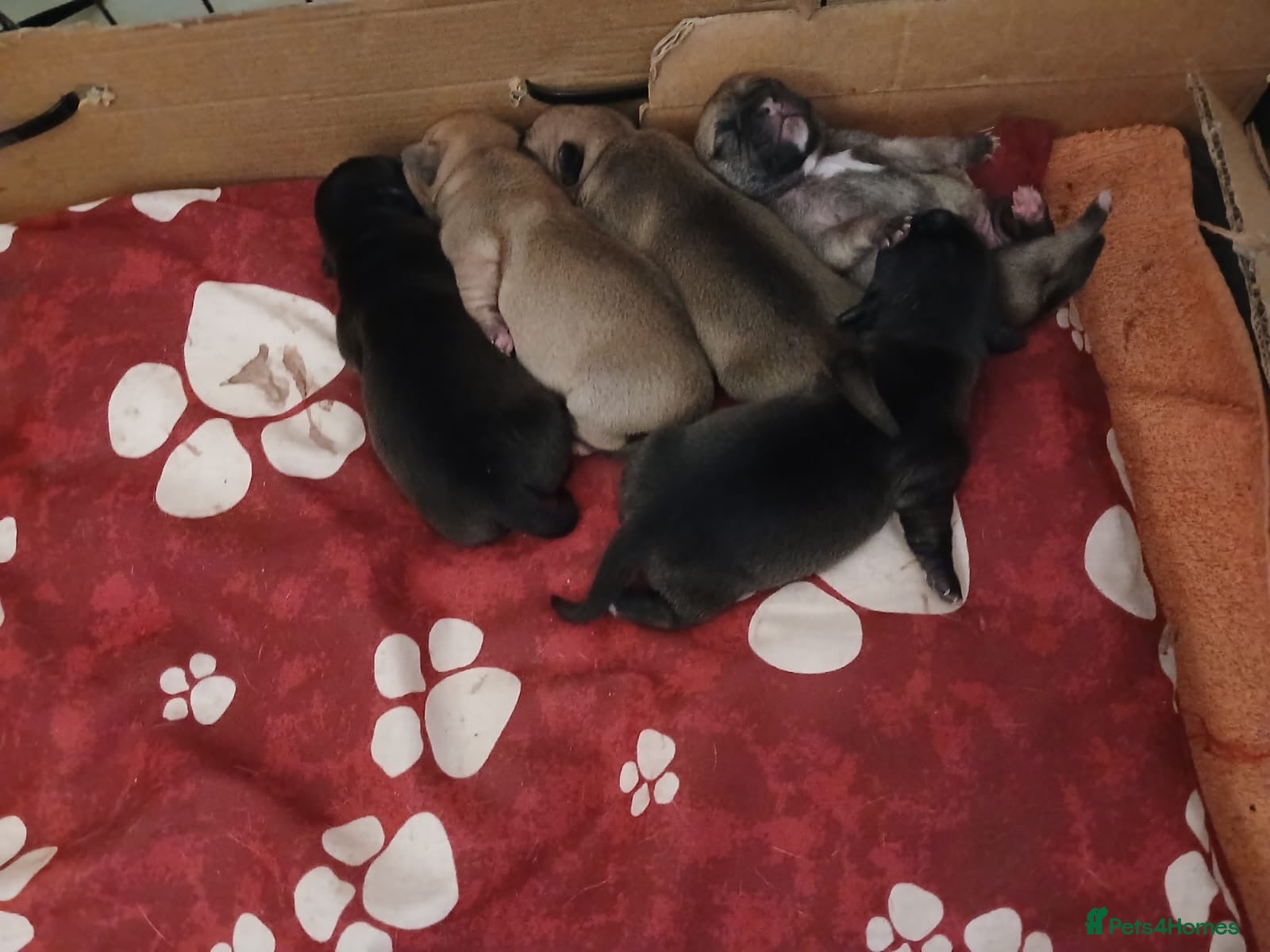 Jug dogs Jug pups  - Advert 1