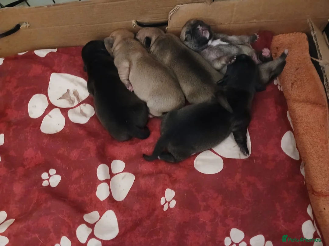 Jug dogs for sale: Jug pups  - Advert 1