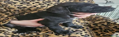 Mixed Breed Puppy 3