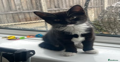 Domestic Shorthair cats Black and white female kitten for sale  - Advert 7