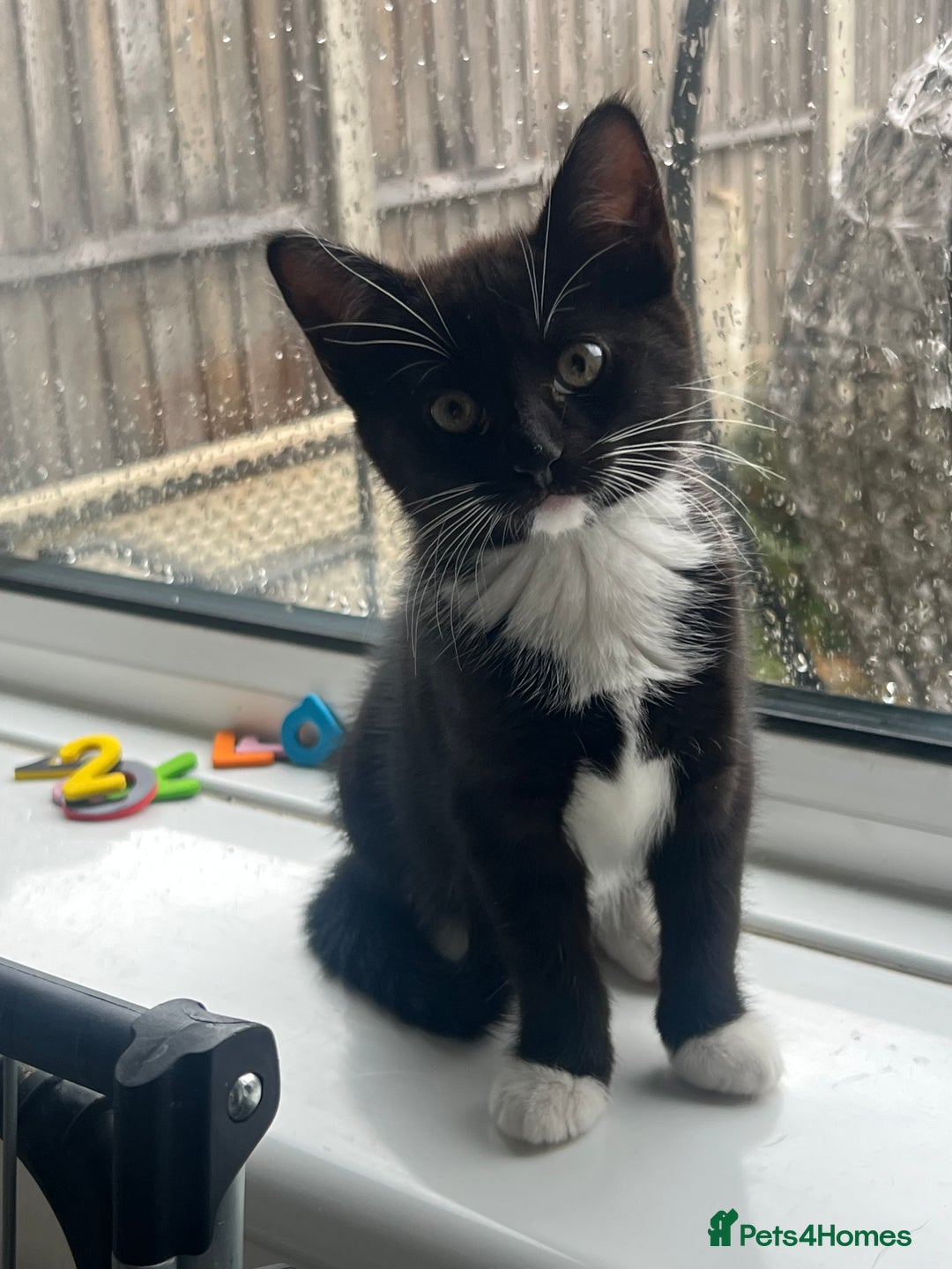 Domestic Shorthair cats for sale: Black and white female kitten for sale  - Advert 3