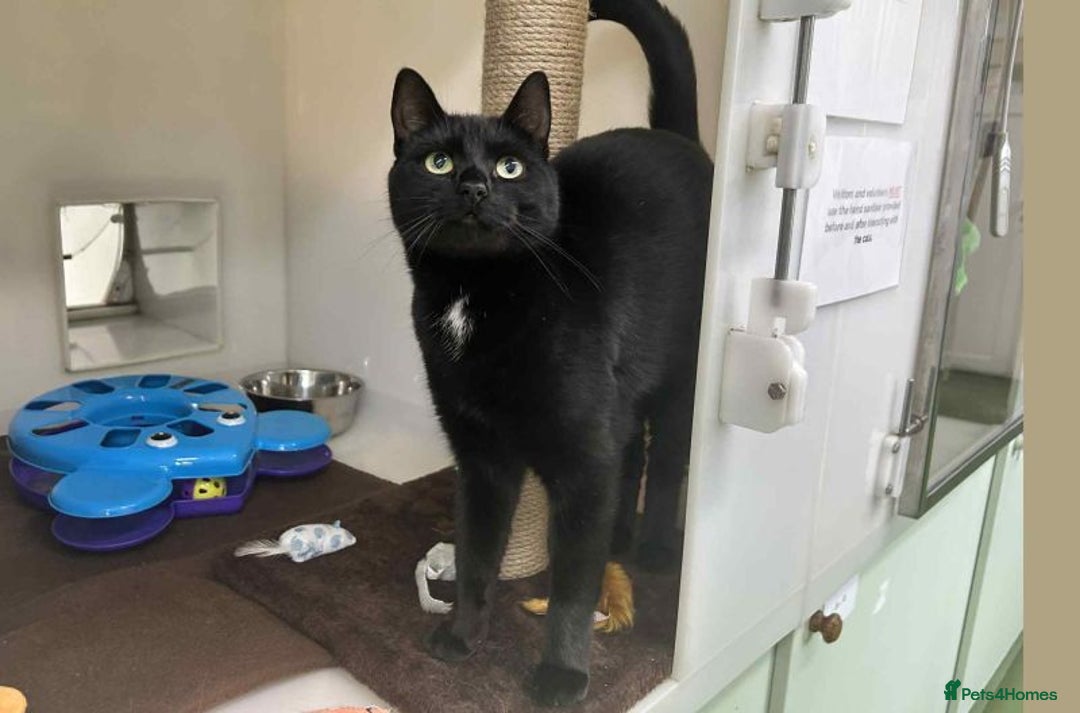 Domestic Shorthair cats for adoption: Mila  - Image 2