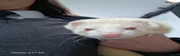 Ferret rodents for sale: 2 male ferrets  - Advert 8