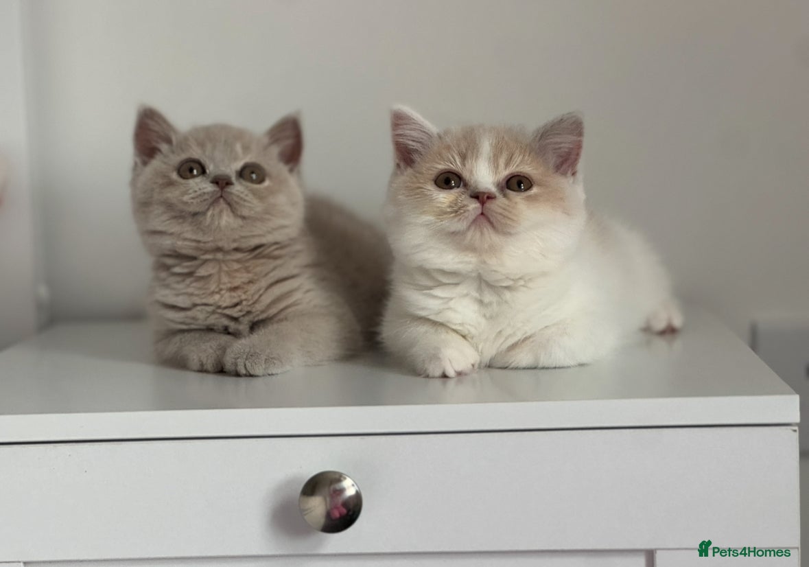 British Shorthair cats for sale: Tica reg Supreme Grand Ch and CH female kittens  - Advert 1