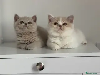 British Shorthair cats Tica reg Supreme Grand Ch and CH female kittens - Advert 13