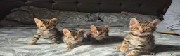 Bengal cats for stud: Silver Bengal Stud 🩶 TICA REG N DNA CLEAR 🌟 - Advert 9
