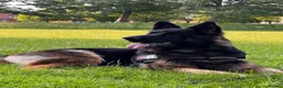 German Shepherd dogs for stud: Brenda 🇩🇪 in Leeds - Advert 5
