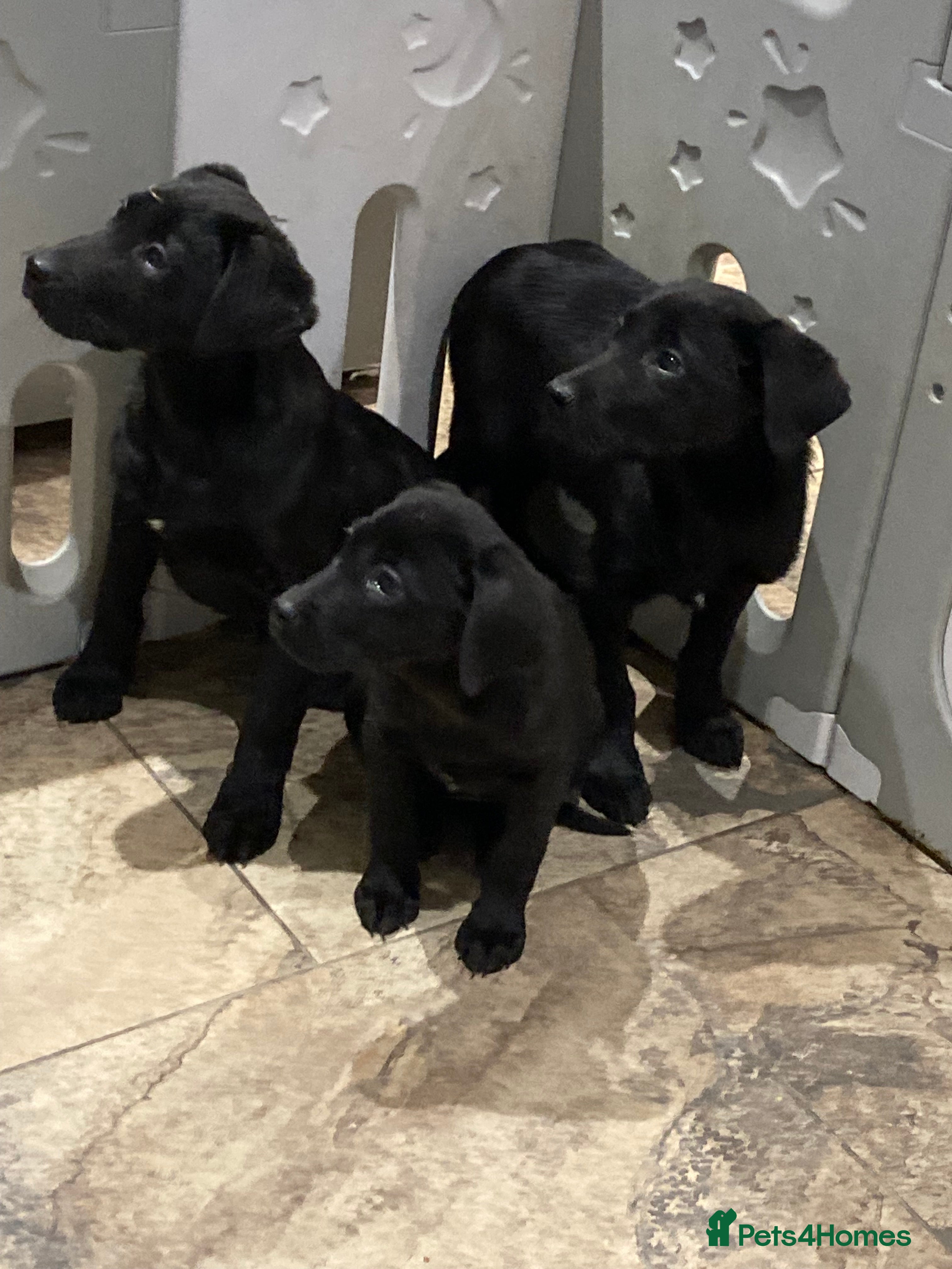Labrador Retriever dogs Labrador pups (Black) - Advert 1
