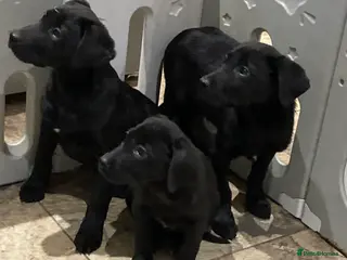 Labrador Retriever dogs Labrador pups (Black) - Advert 10