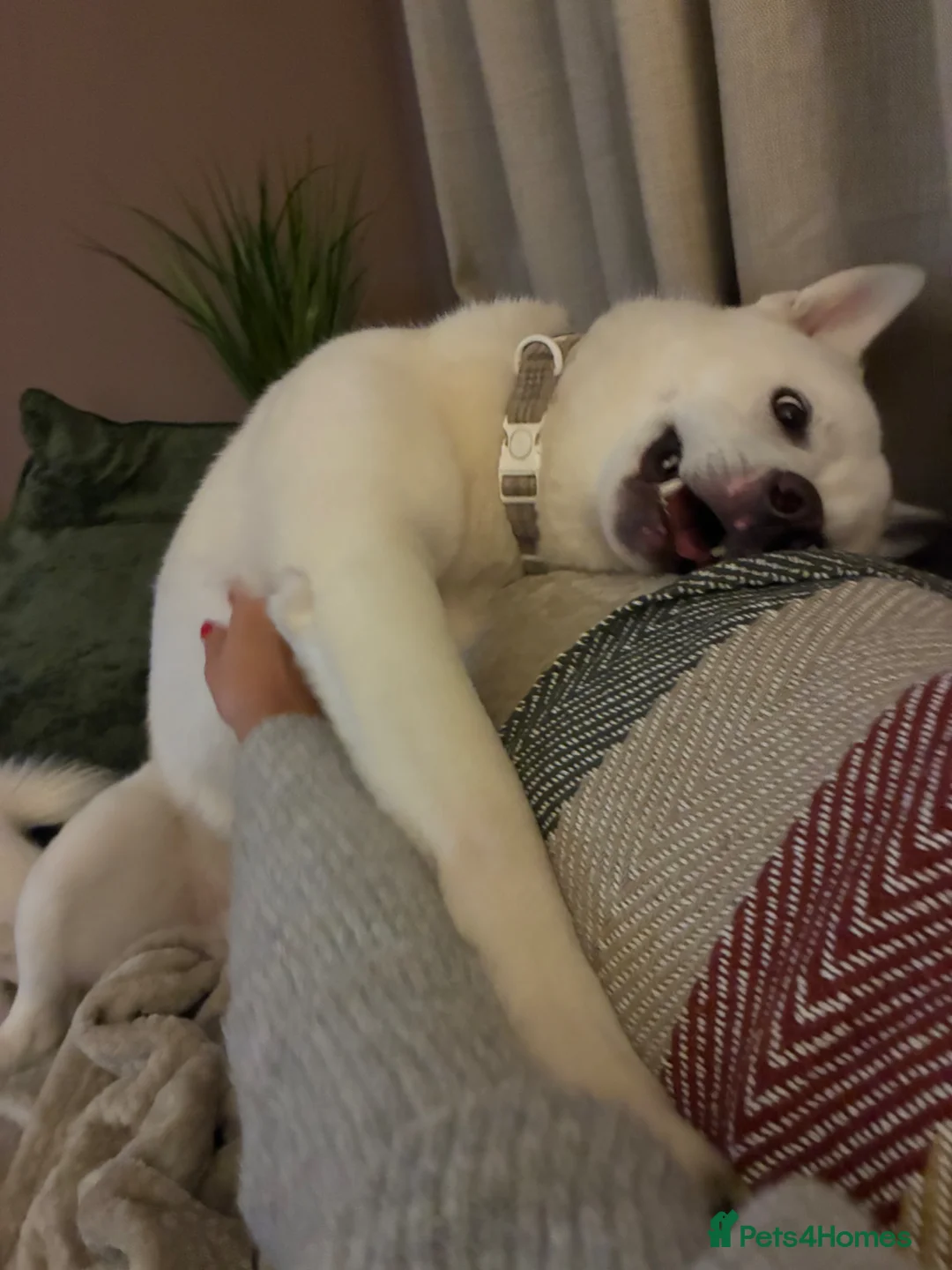 Huskita dogs for sale: Huskita male 10 months old in Lancaster - Advert 1