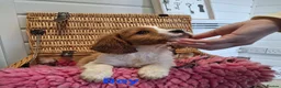 Cavalier King Charles Spaniel dogs for sale: Cavalier king charles pups - Advert 6