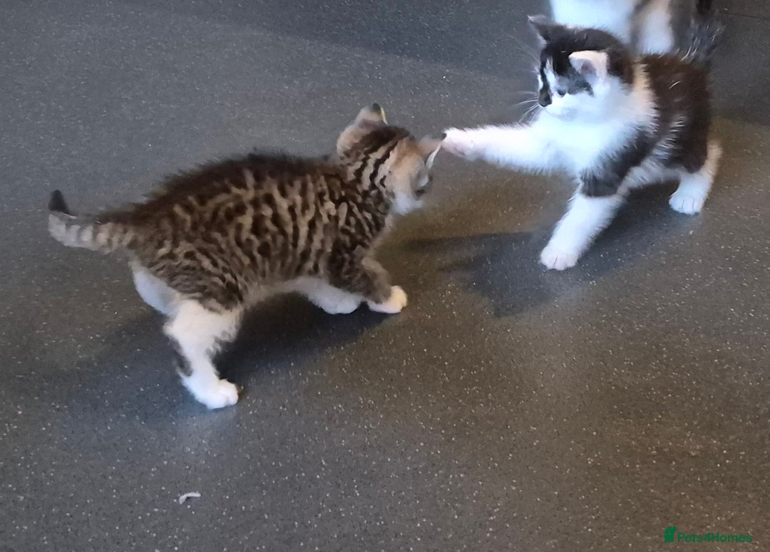 Mixed Breed cats for sale: XxX Gorgeous calico mixedbreed kittens 2 left ♥️  - Advert 7