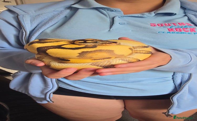 Python Snake reptiles - Advert 14