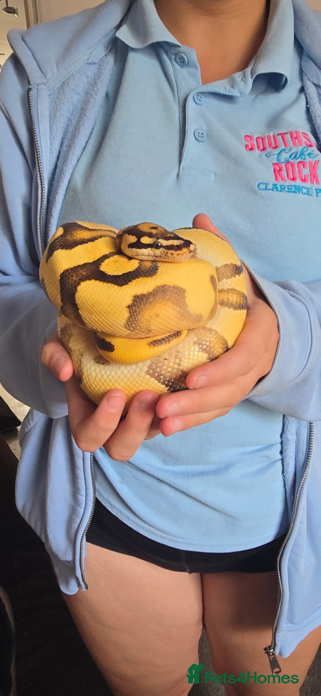 Python Snake reptiles for sale: Super orange dream het pied  - Image 1