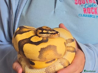 Python Snake reptiles - Advert 5