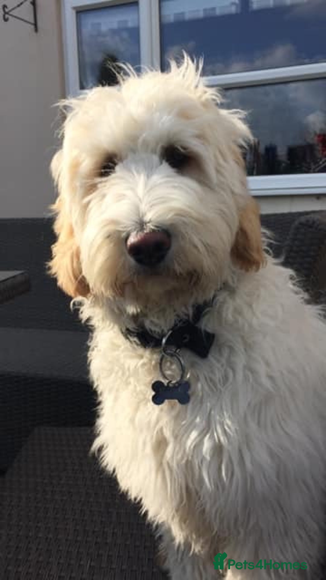 Goldendoodle dogs for sale: Multigenerational Puppies Licensed and Tested - Image 3