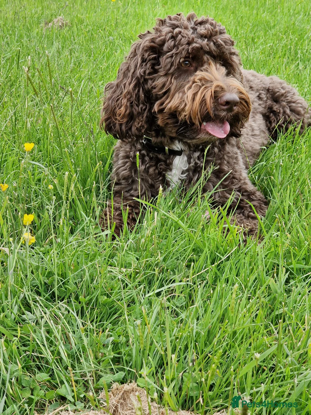 Cockapoo dogs for stud: Harvey for stud - Advert 2
