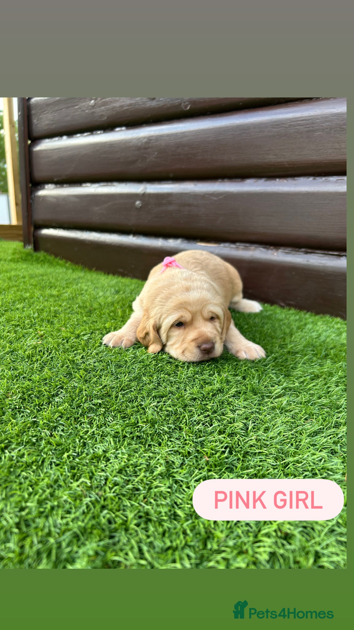 Cockerdor dogs 6 beautiful cockerdor puppies - Advert 1
