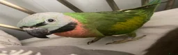 Parakeets birds for sale: Moustache Parakeet  - Advert 1