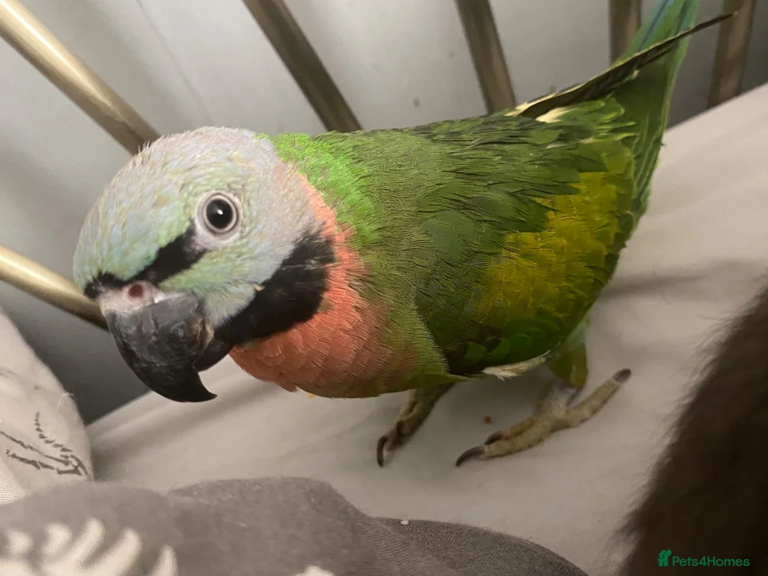 Parakeets birds for sale: Moustache Parakeet  - Advert 1