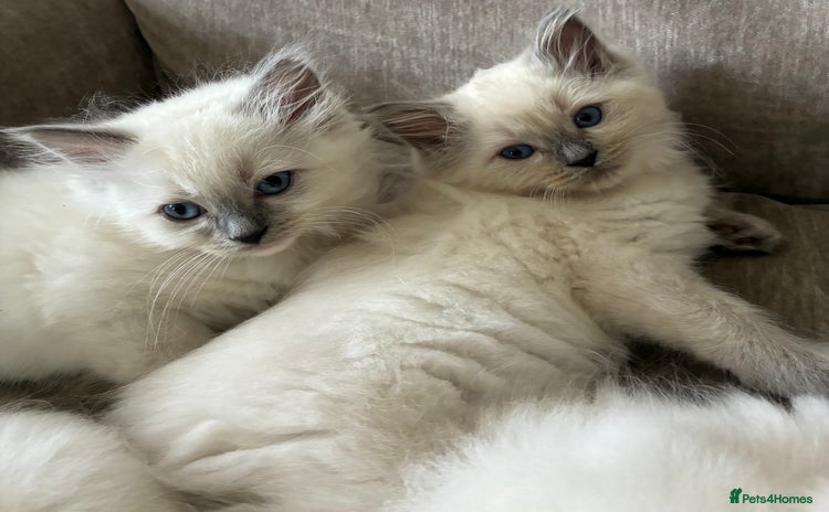 Ragdoll cats - Advert 12
