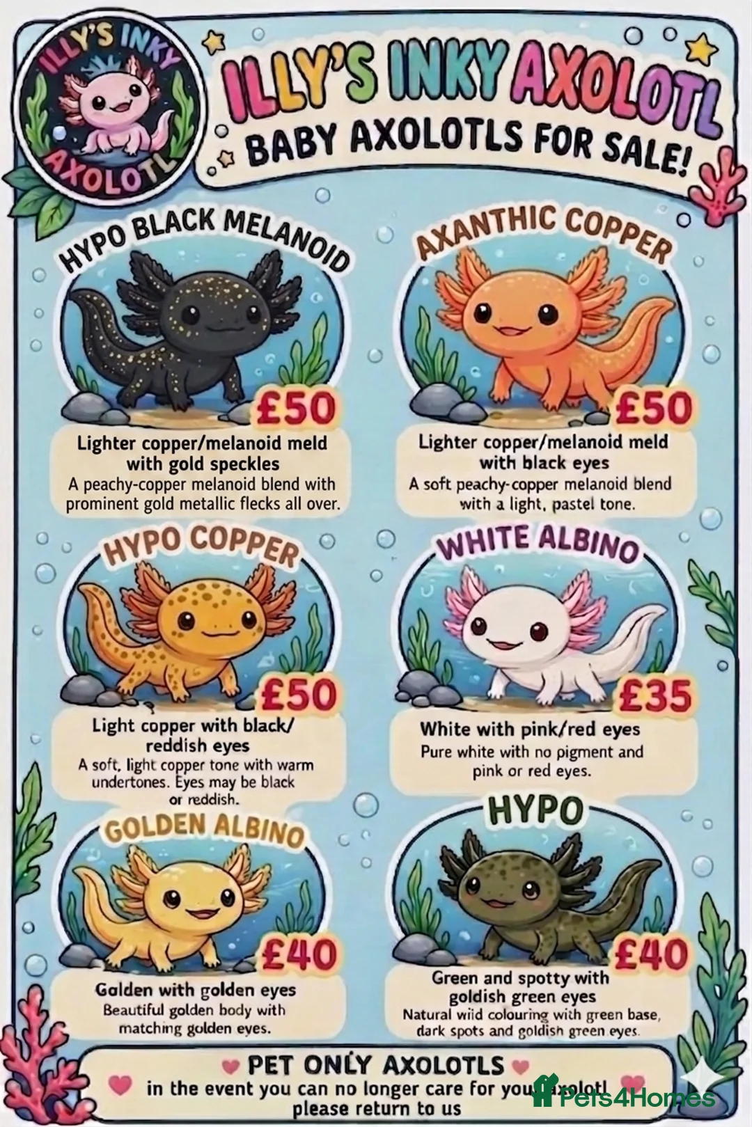 Axolotl reptiles for sale: Beautiful clutch of baby hypo Axolotls  - Advert 2