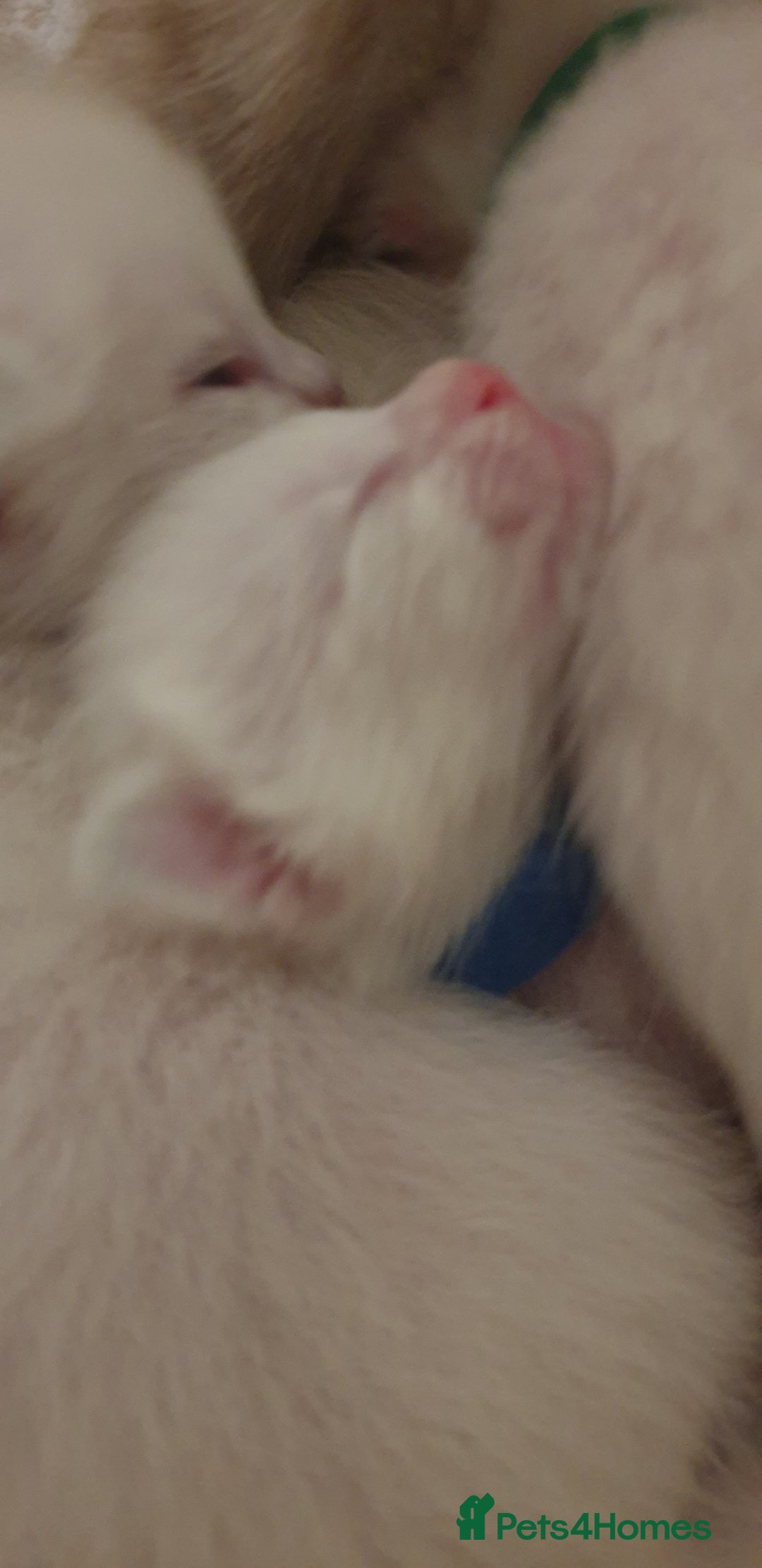 Ragamese cats for sale: Beautiful Ragamese Kittens  - Advert 16