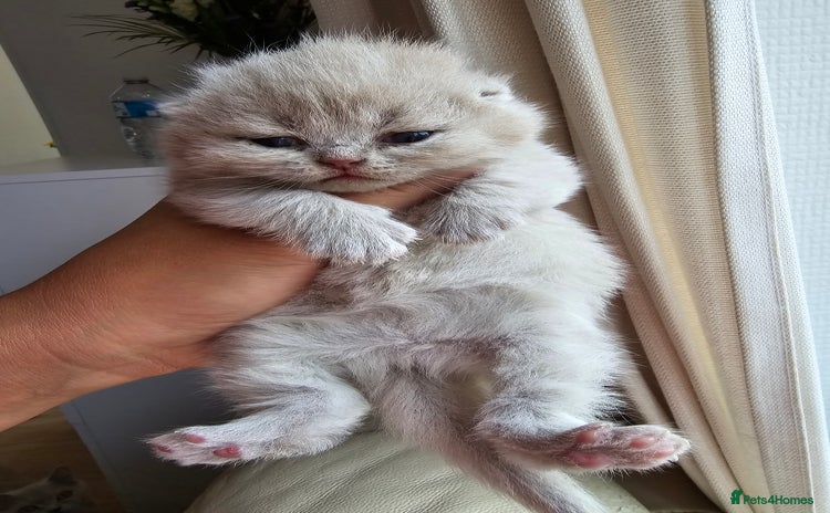 British Shorthair cats - Advert 6