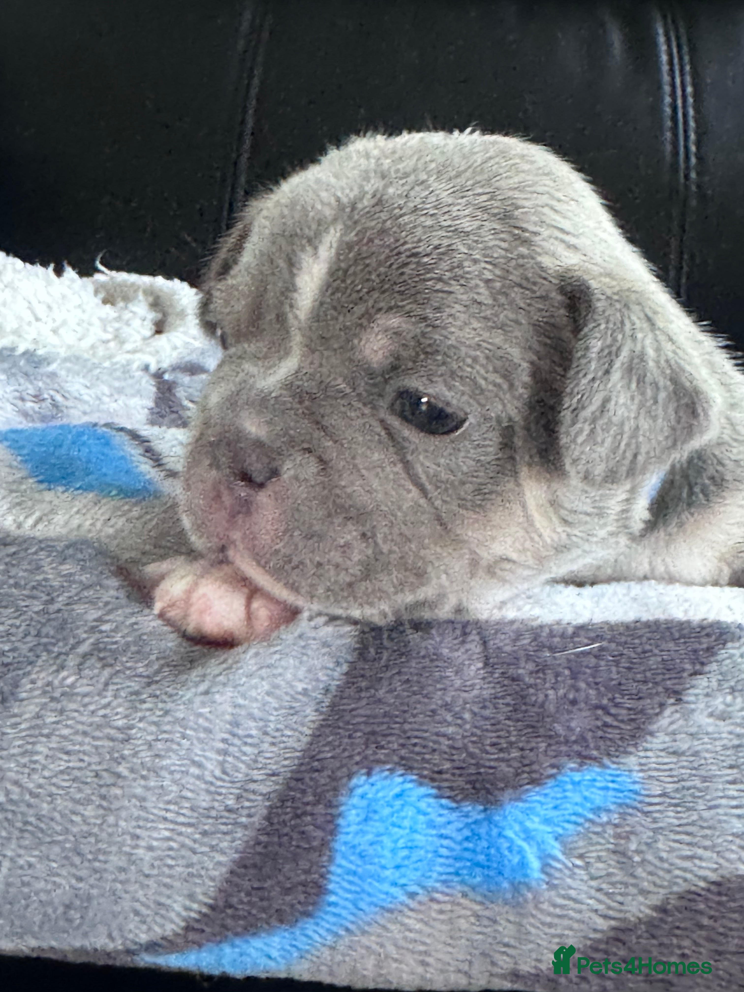 Mixed Breed dogs French bulldog x Yorkshire terrier - Advert 2