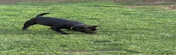 Staffordshire Bull Terrier dogs for sale: Black KC Reg/Health Tested Staffordshire Puppies. - Advert 35