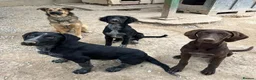 Mixed Breed dogs for adoption: Ted (German Shepherd mix) in Chesterfield - Advert 11