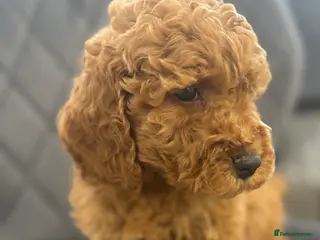 Cavapoo dogs F1 Ruby Red Cavapoo pups - Advert 6