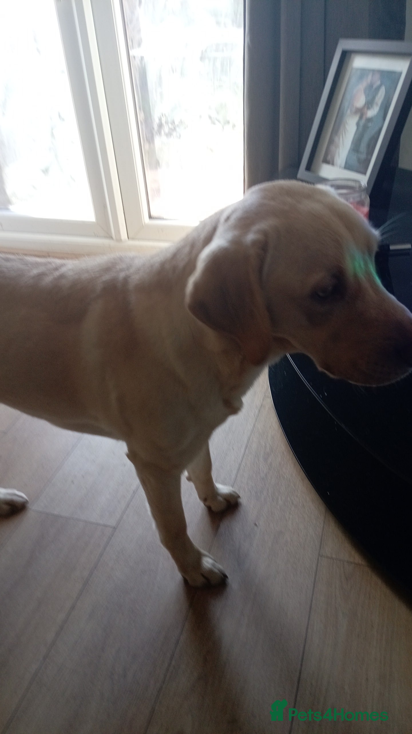 Labrador Retriever dogs Mr jingles - Advert 1