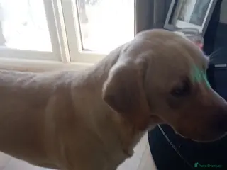 Labrador Retriever dogs Mr jingles - Advert 1