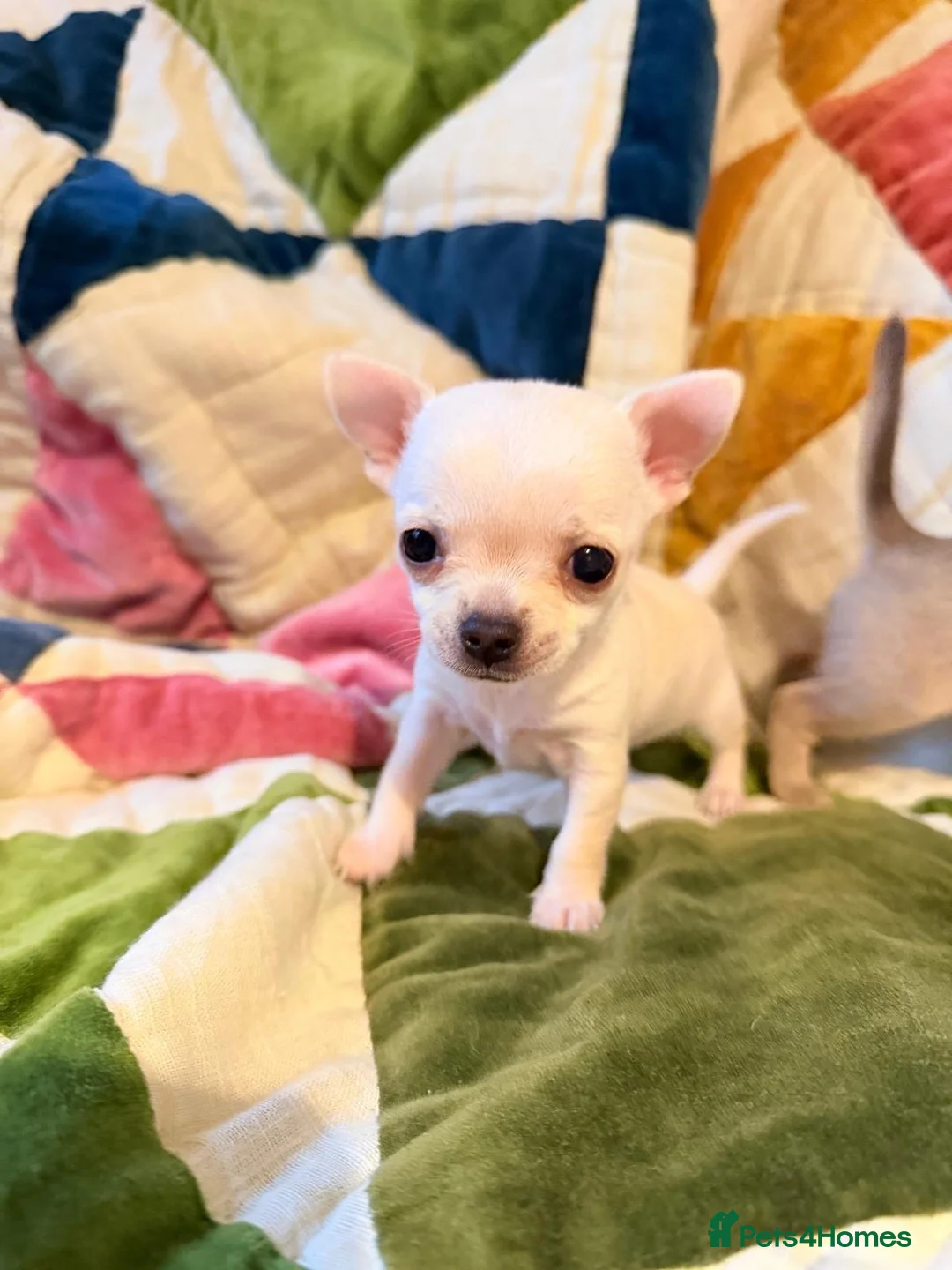 Chihuahua dogs for sale: Chihuahua Puppies 🎀🩷 - Advert 11