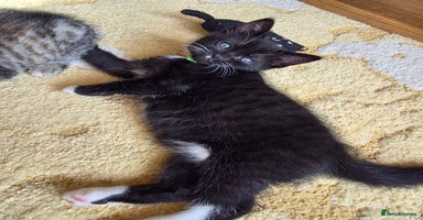 Domestic Shorthair cats - Advert 10
